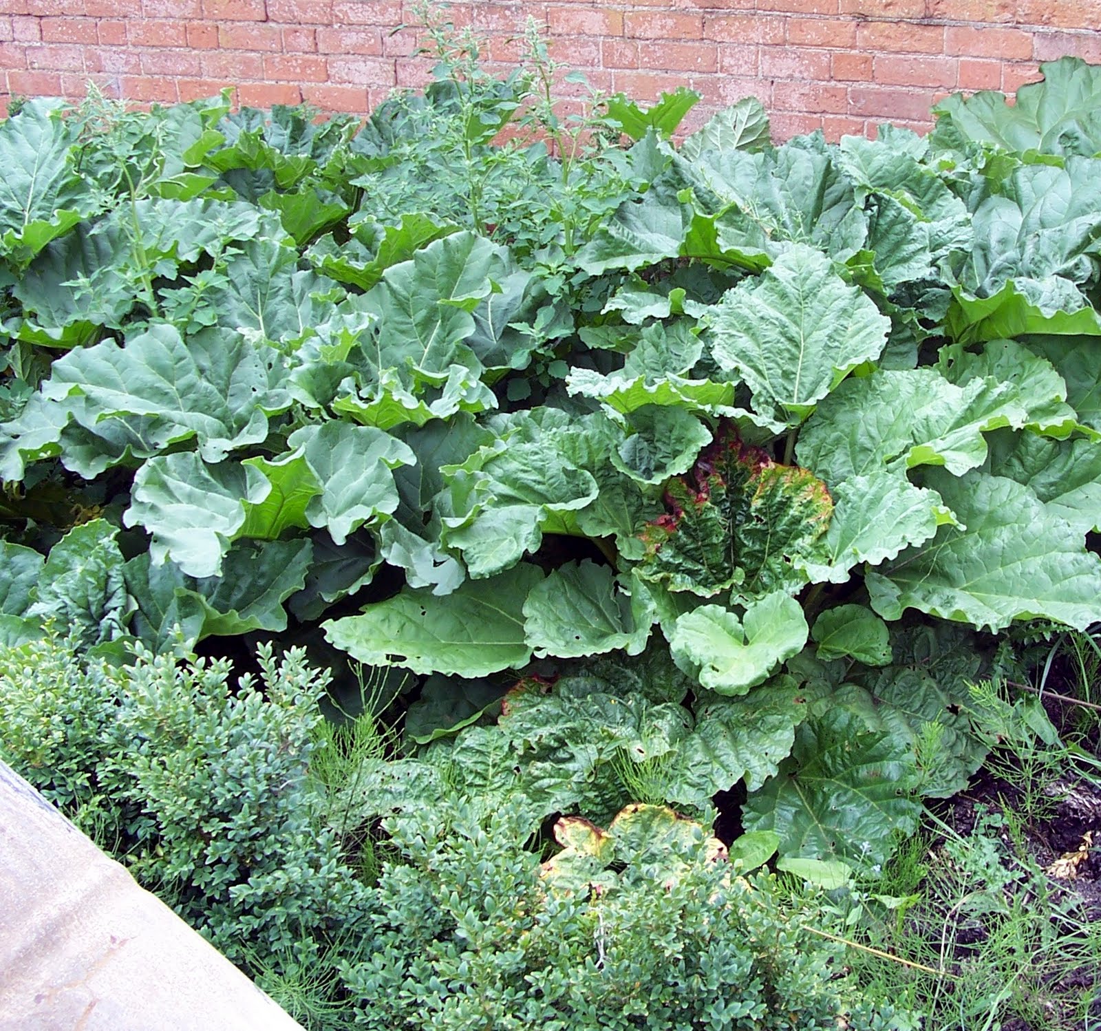 Ashfurlong Walled Kitchen Garden: Succesful crops