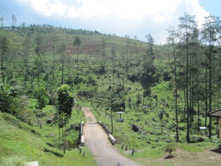Air Merambat Roro Kuning - Warta Nganjuk