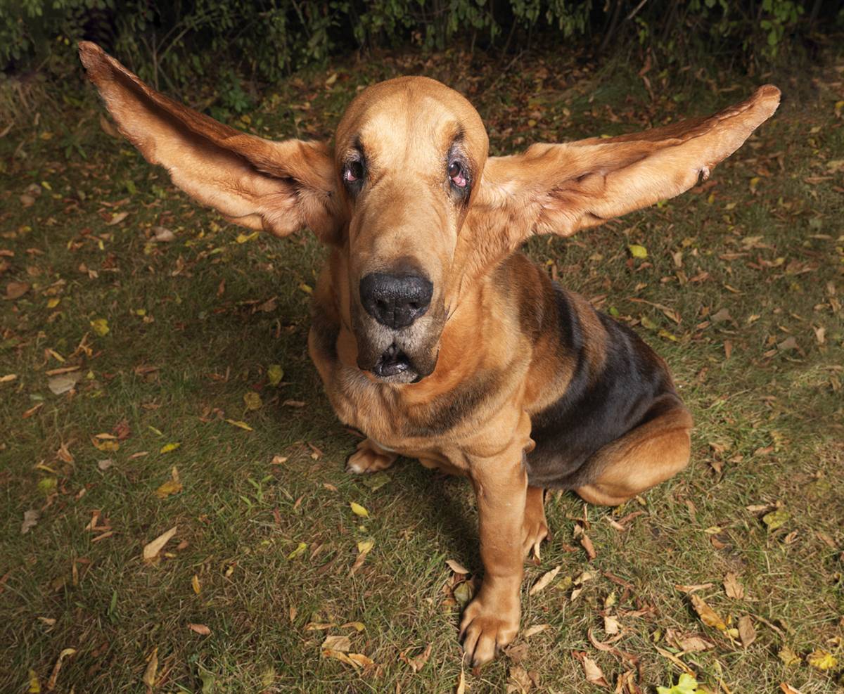 Funny Dog Picture Funny Dog With Long Ears Photo