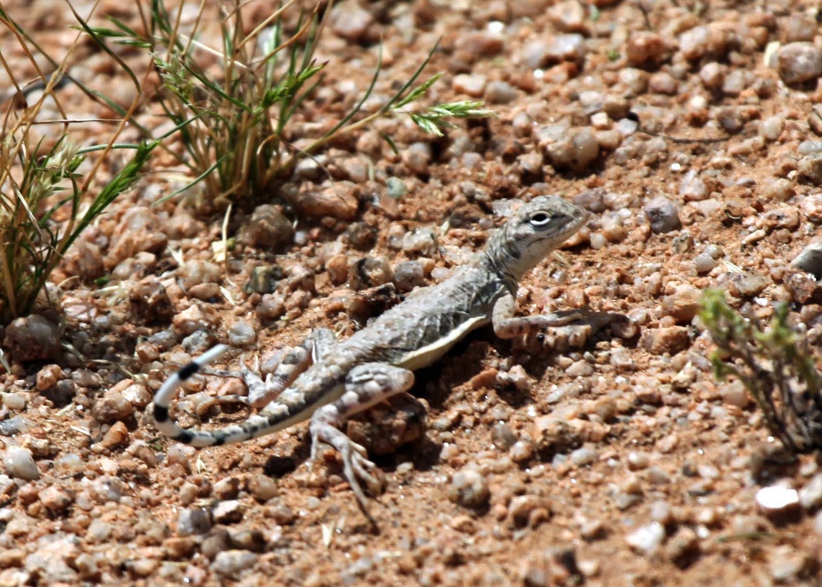 The Azure Gate: Lizards Part Four