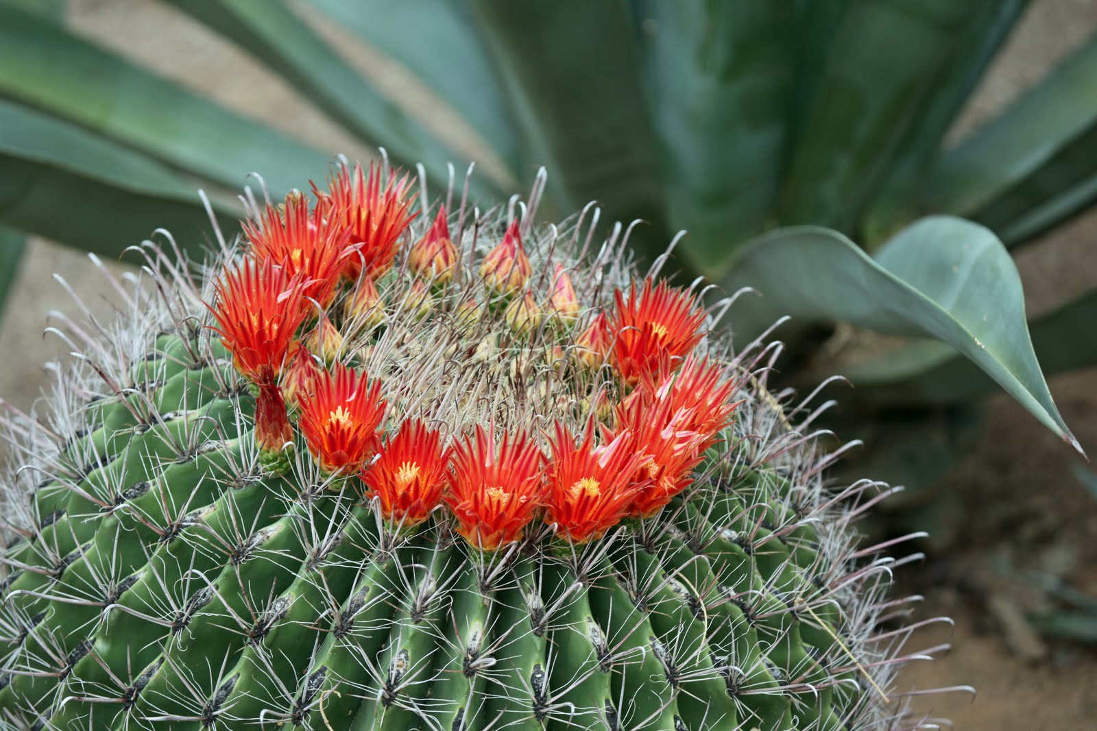 The Azure Gate Barrel Cactus in Bloom