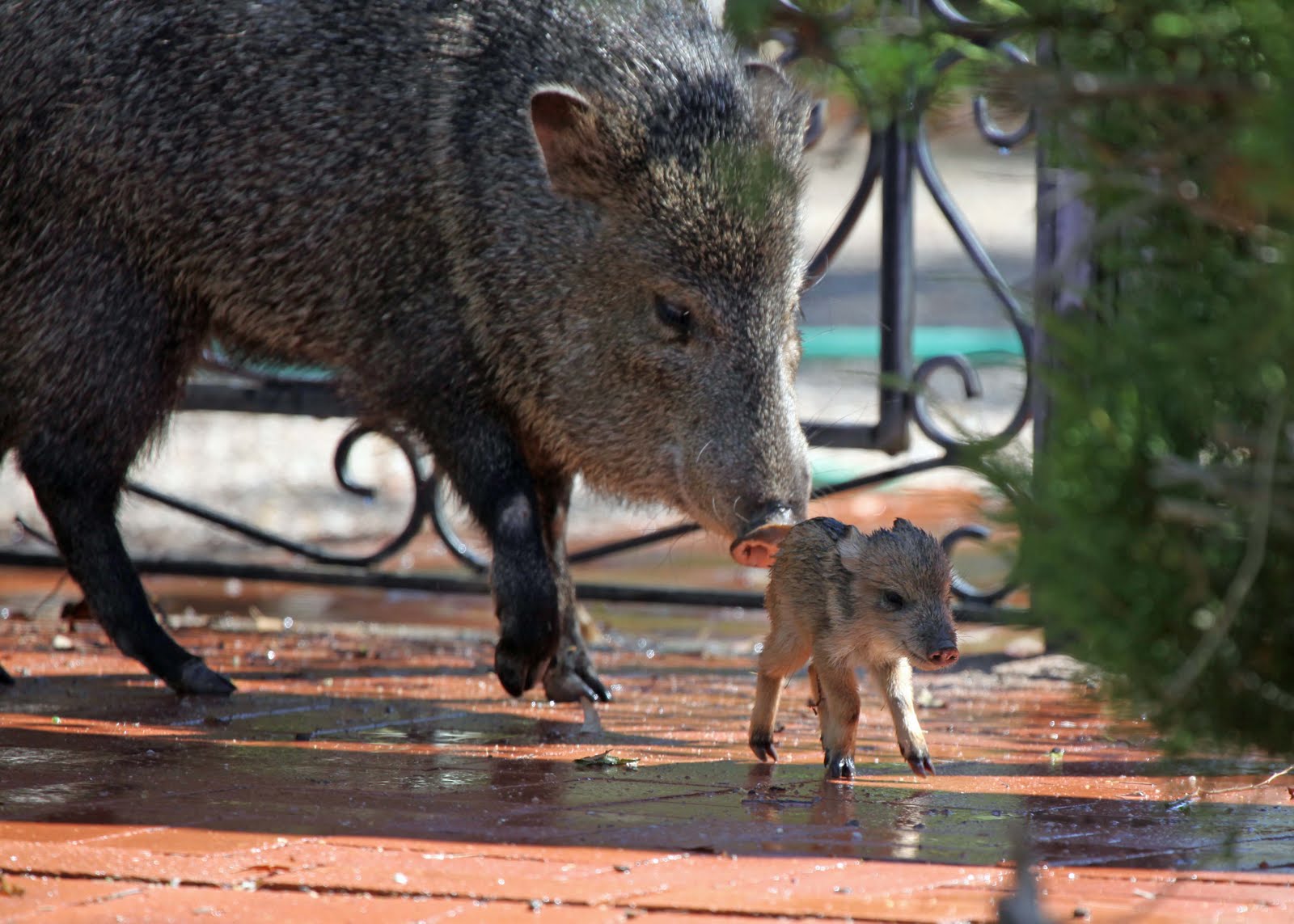 The Azure Gate More Javelinas Today.