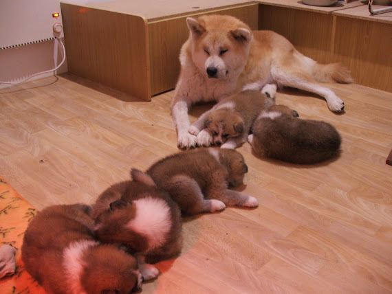 Bébés à 4 semaines