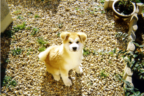 Yumi (la maman) à presque 3 mois