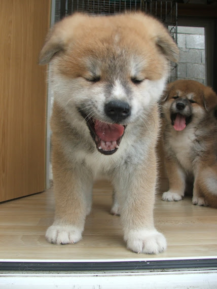 Fatigués...très fatigués !!!