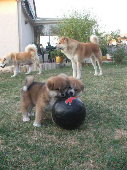 CHIOTS à 5 SEMAINES