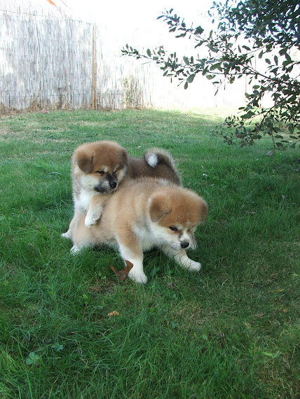 CHIOTS A 5 SEMAINES ET DEMI