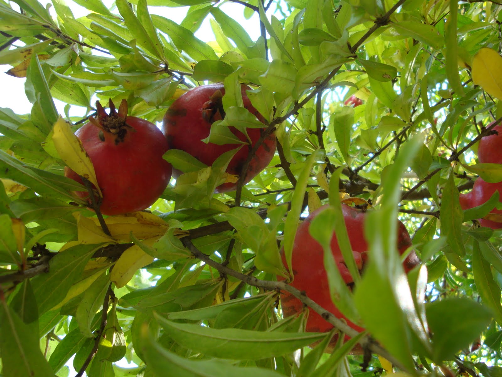 Sheki Azerbaijan Everything About Pomegranate 