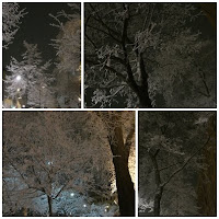 vackra+tr%C3%A4d - Anpassad morgonpromenad