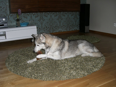 Sabina - Bra att vara hundägare