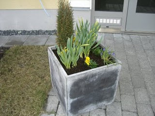 P%C3%A5skblomma - Glad Påsk till er alla!