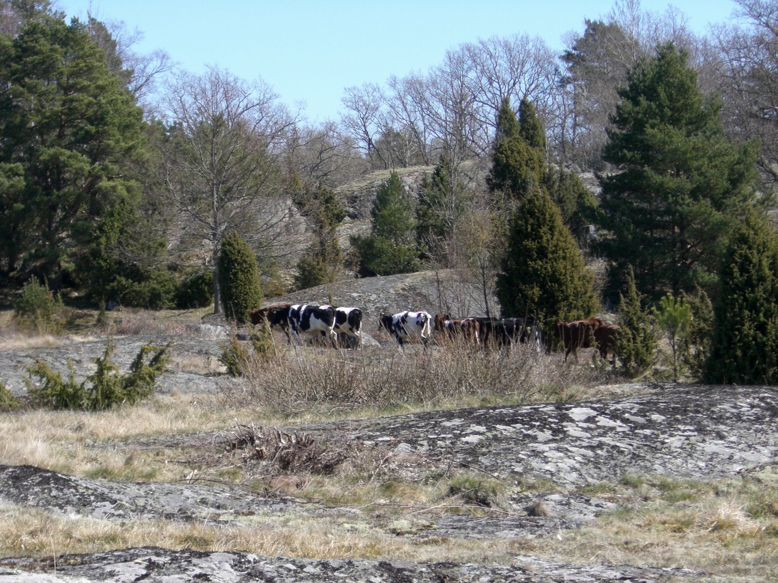 [mixture+picture+March2009+285.jpg]