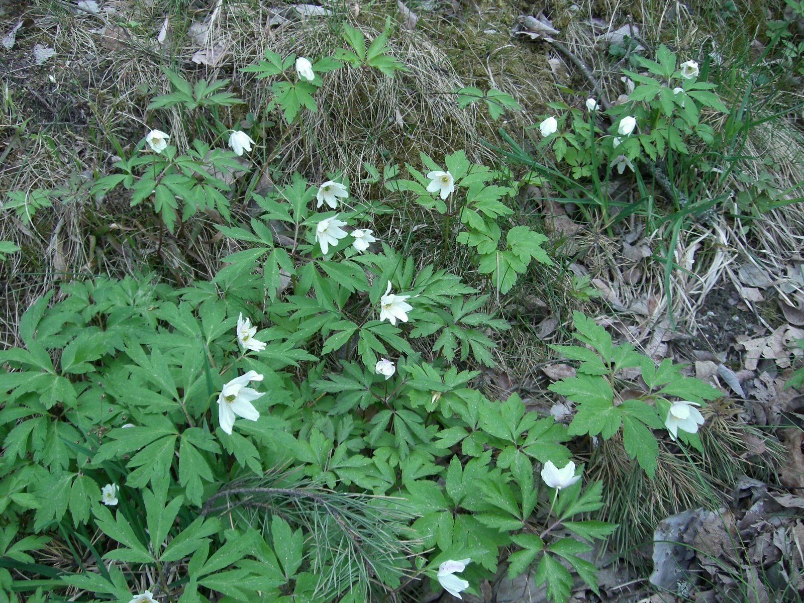 [mixture+picture+March2009+305.jpg]