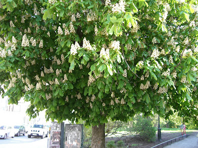 mixture+picture+March2009+314 - Mellan hägg och syrén på min joggingtur