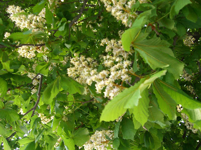 mixture+picture+March2009+319 - Mellan hägg och syrén på min joggingtur