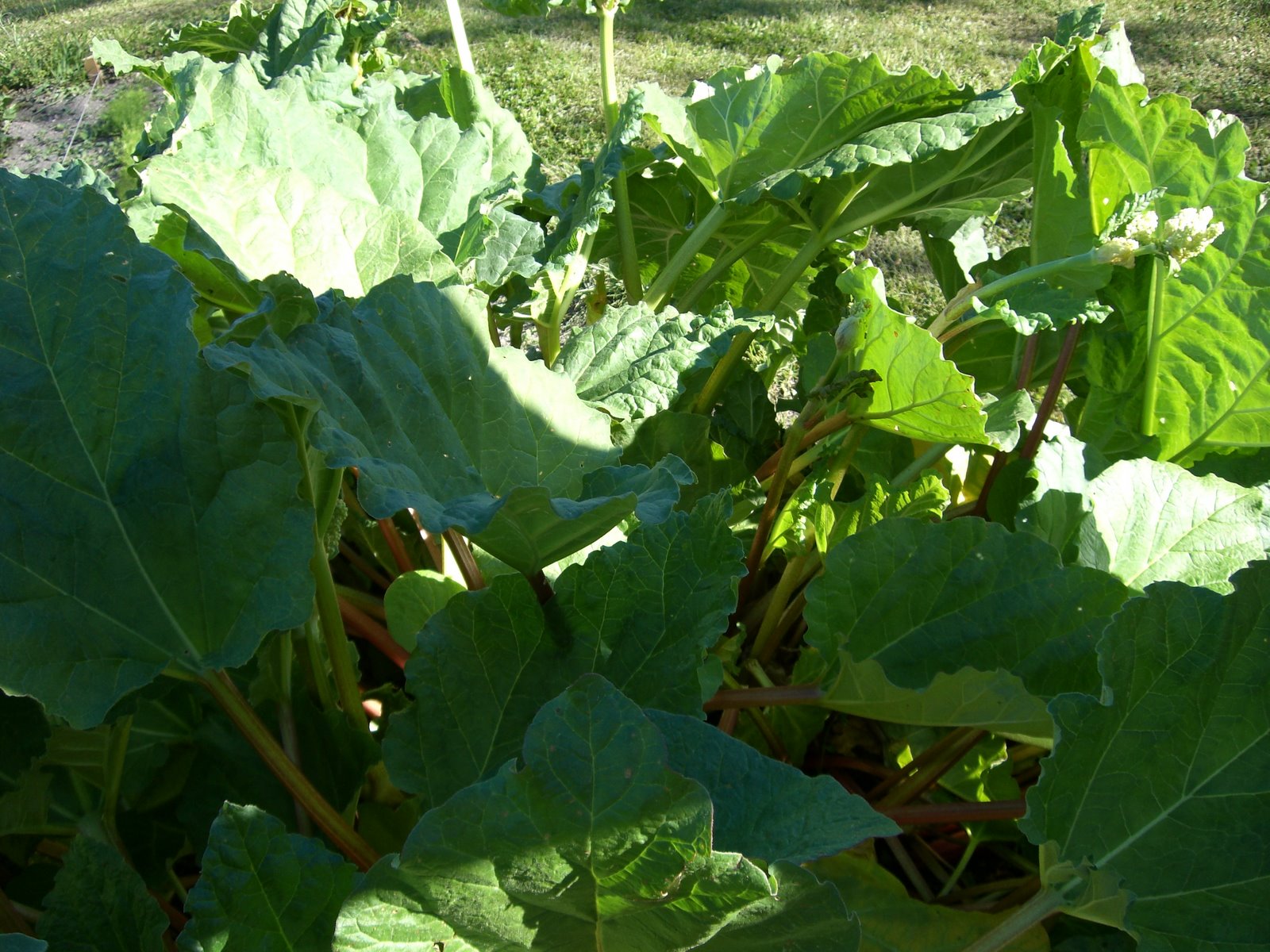 [lindas+land+034.jpg]