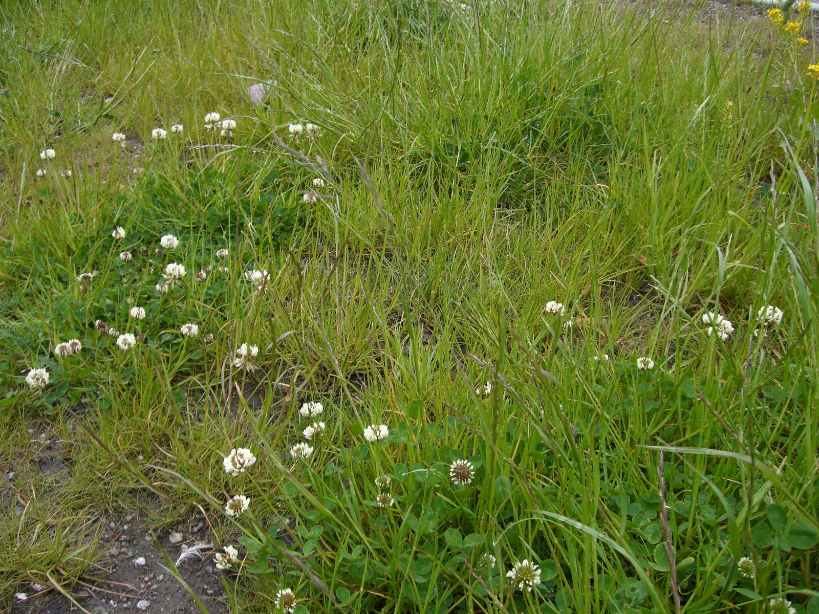 [5+juni+power+walk+004.jpg]