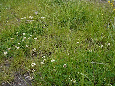 5+juni+power+walk+004 - Uppfriskande powerwalk