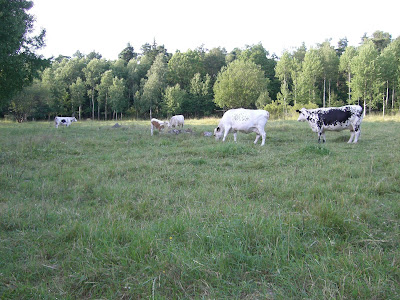 Hannas+%26+Simons+br%C3%B6llop+och+annat+306 - Kossor längs min cykelväg