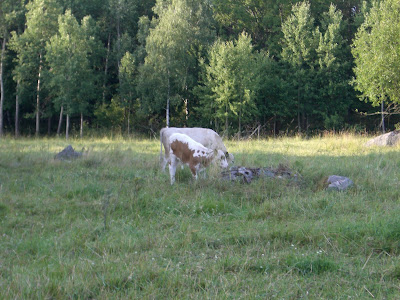 Hannas+%26+Simons+br%C3%B6llop+och+annat+314 - Kossor längs min cykelväg