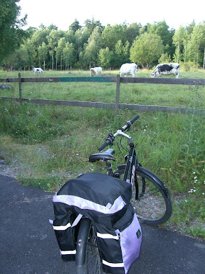 Hannas+%26+Simons+br%C3%B6llop+och+annat+307 - Kossor längs min cykelväg