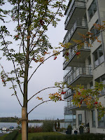 CIMG5022 - Höstpromenad i Kallhäll