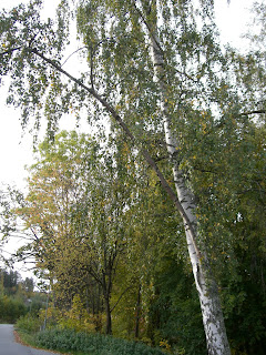 CIMG5015 - Höstpromenad i Kallhäll