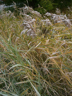 CIMG5010 - Höstpromenad i Kallhäll