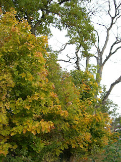 CIMG5004 - Höstpromenad i Kallhäll