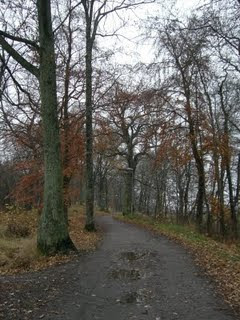 tr%C3%A4den - Kala träd och grötfrukost