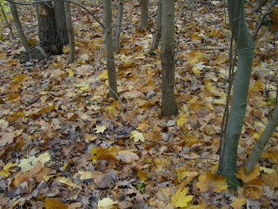 CIMG5909 - Promenader - bra för både kropp och knopp