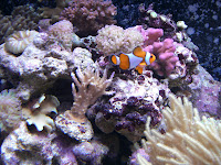 CIMG6129 - Trevlig tjejmiddag hos Anne