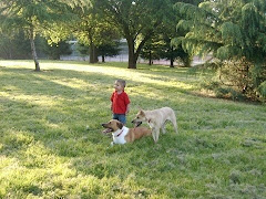 A Boy and his Dogs