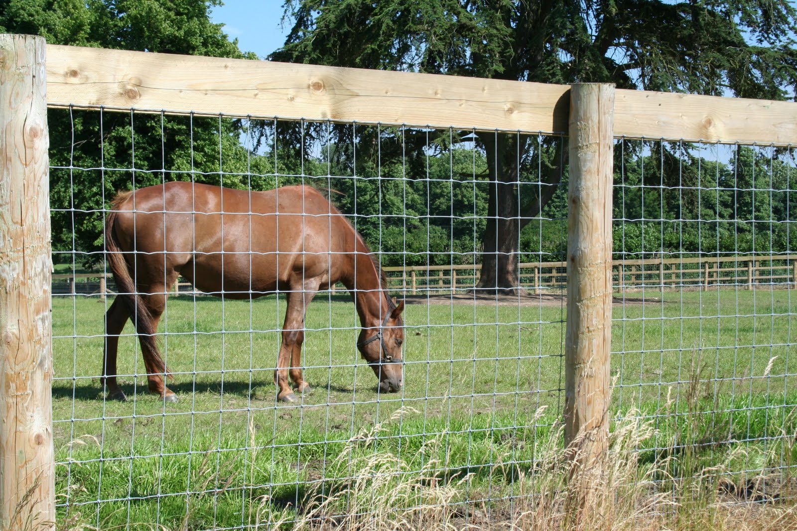 Why Horse X Fence Wire McVeigh Parker Farming Fencing And why-horse-x-fence-wire-mcveigh-parker-farming-fencing-and