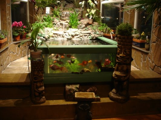 variety of luxurious and beautiful ornamental fish Indoor 