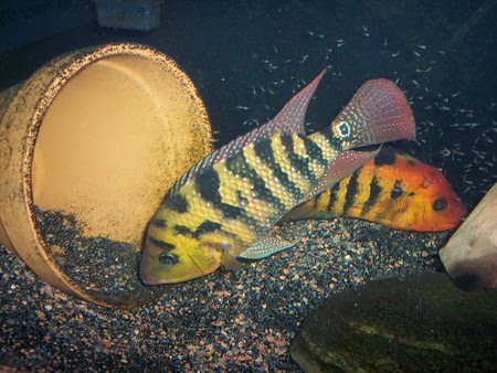variety of luxurious and beautiful ornamental fish 