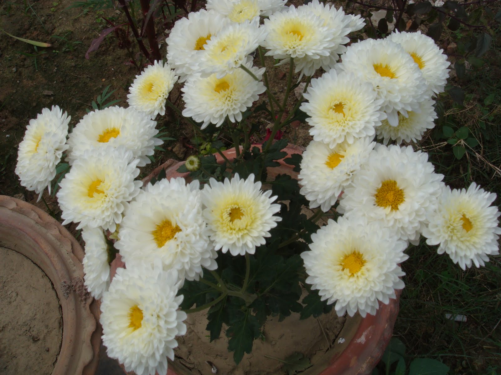 Yesu Garden: Flowers, Friends and Anguimorphs