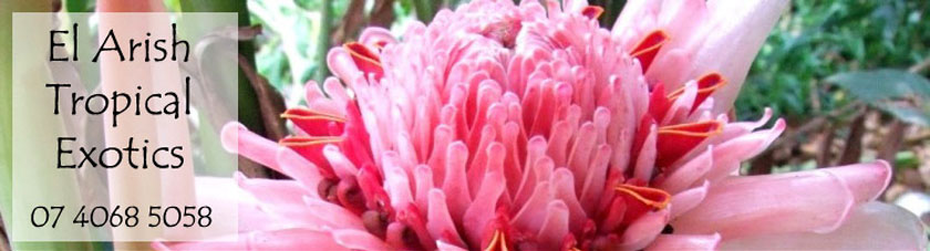 El Arish Tropical Exotics: Lush Tropical Plants for Australia