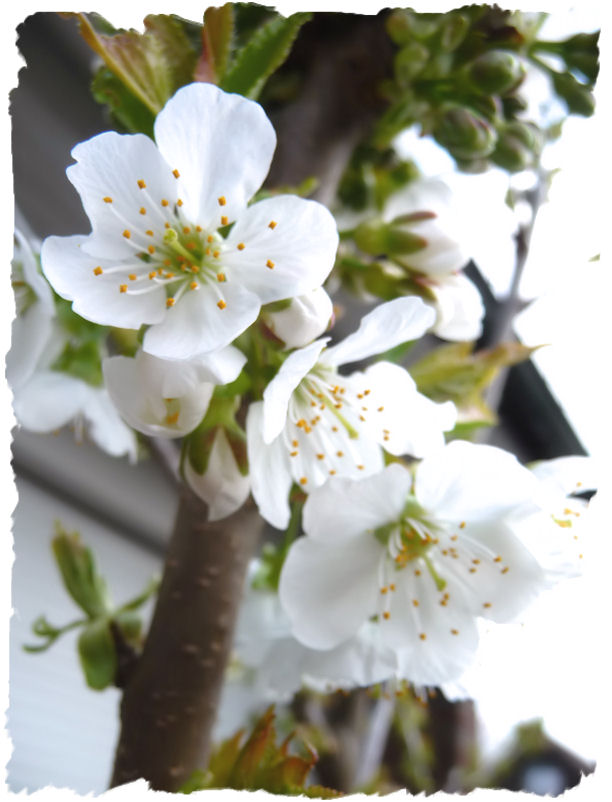 Duni's Studio Mini cherry blossoms