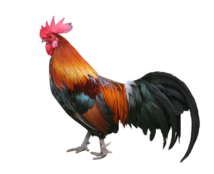 Cock Roosters 20