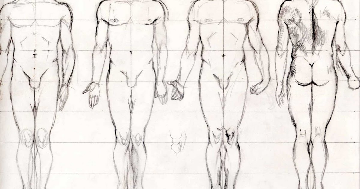 0 human. Рисунок анатомия человека в полный рост сердце. Анатомия скетчи 8 голов сидя. How to draw body.