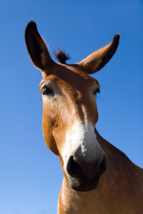 [mule.jpg]