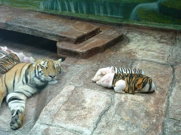 [Tiger+1.jpg]