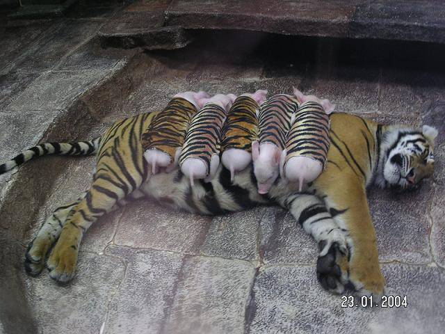 [tiger+2.jpg]