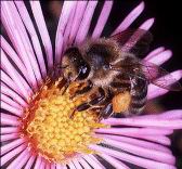 [honeybee1.jpg]