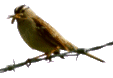 [birds3.gif]