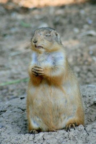 [prairie+dog.bmp]