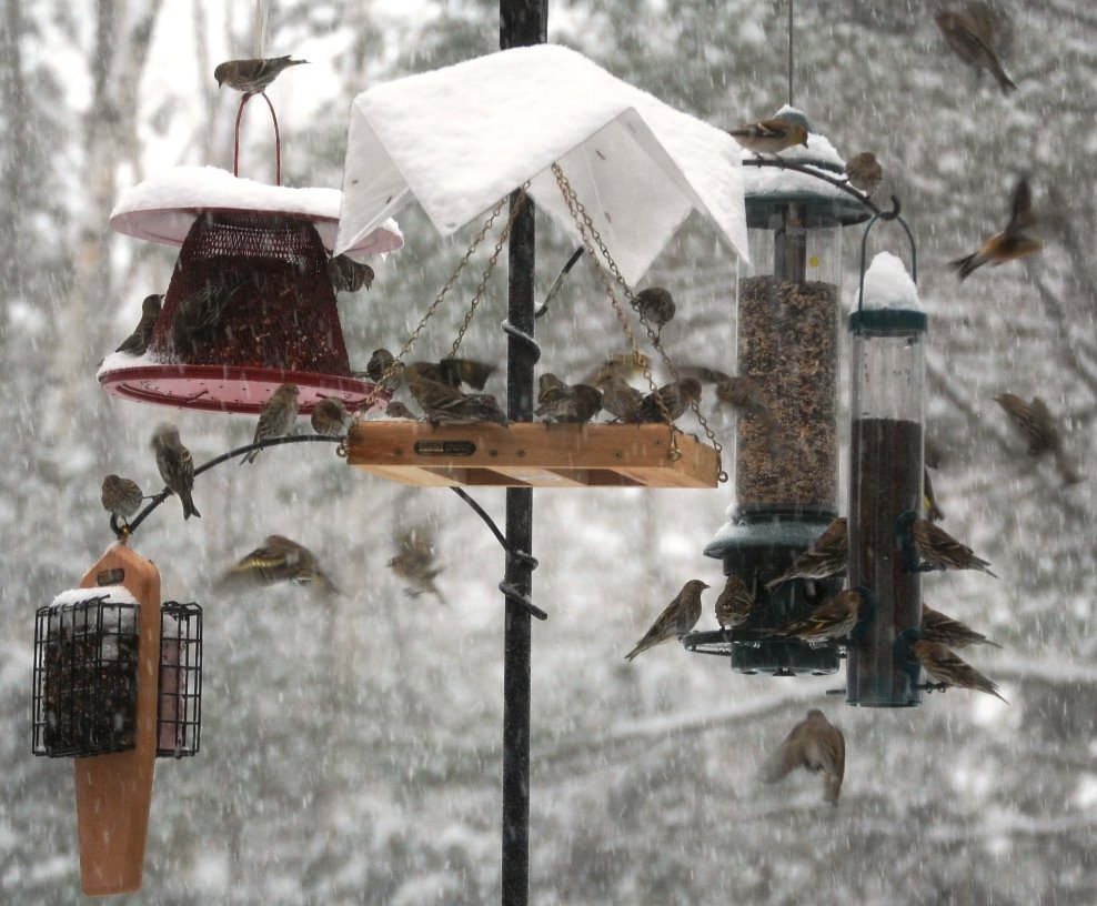 [finches.bmp]