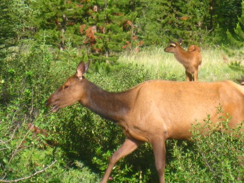 [Deer+Banff.JPG]