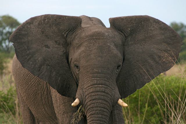 Bernardo Andrade - Fotografia: Africa 2008